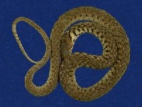 草花蛇藏品圖，第6張